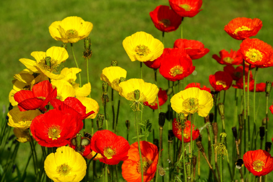 mak syberyjski papaver nudicaule