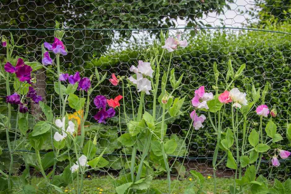 groszek pachnący lathyrus odoratus