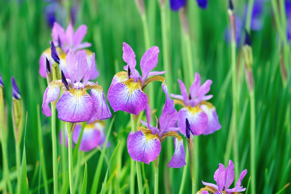 kosaciec iris