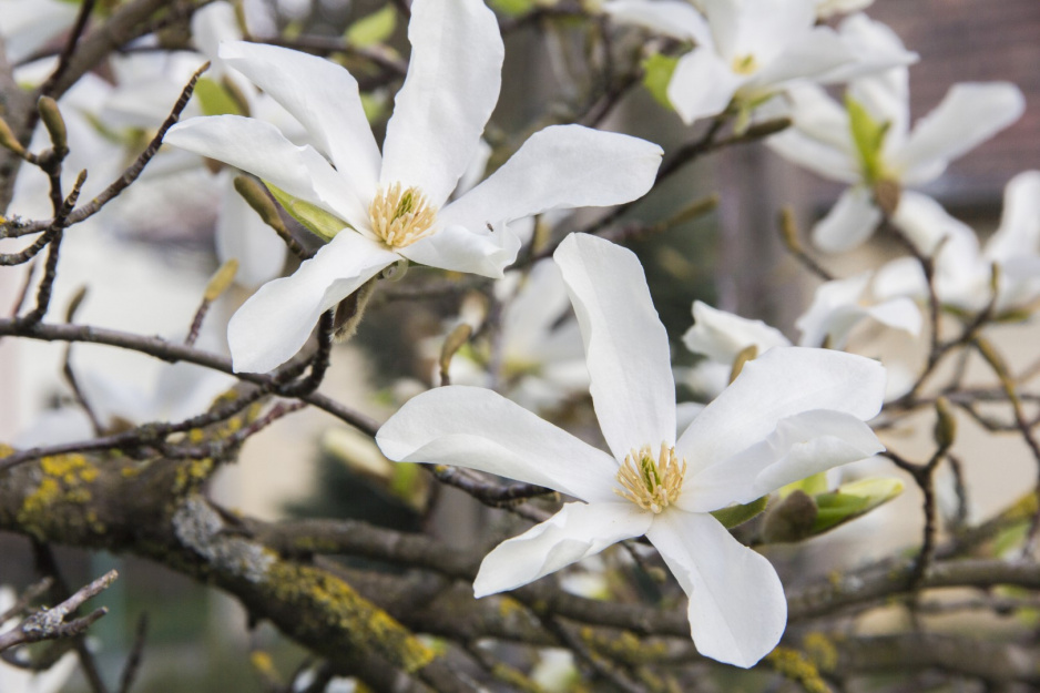magnolia  gwiaździsta magnolia stellata