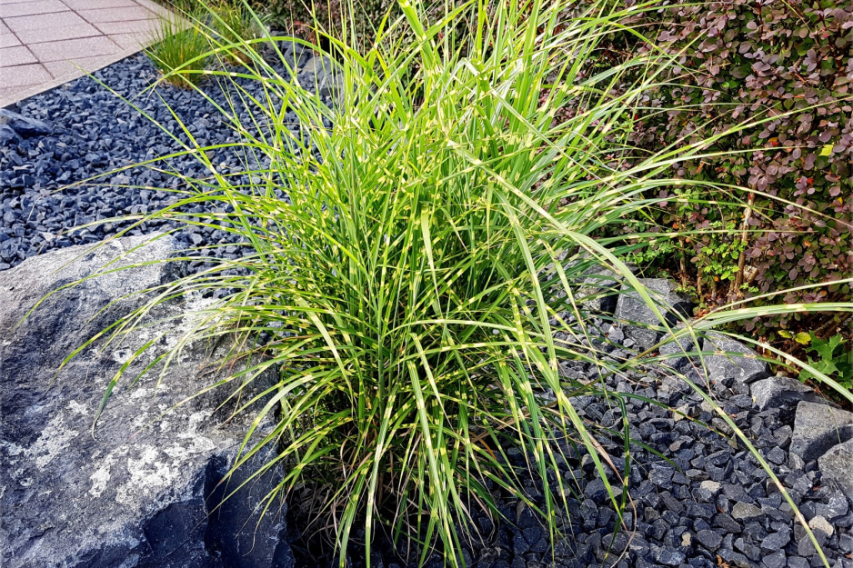 Miskant Miscanthus