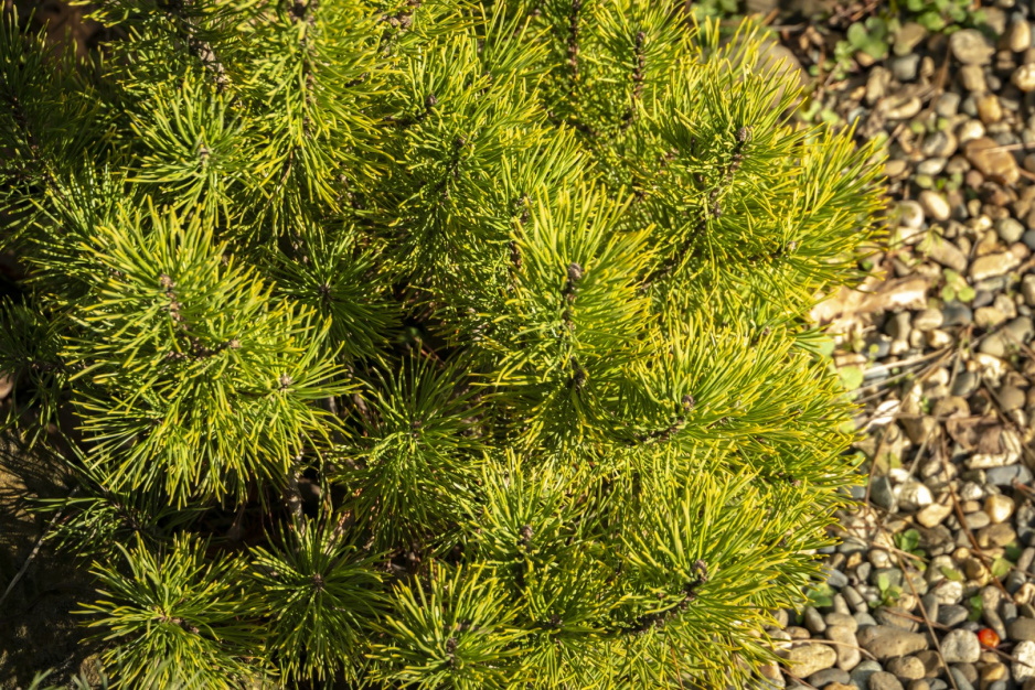 Pinus mugo ‘Ophir’