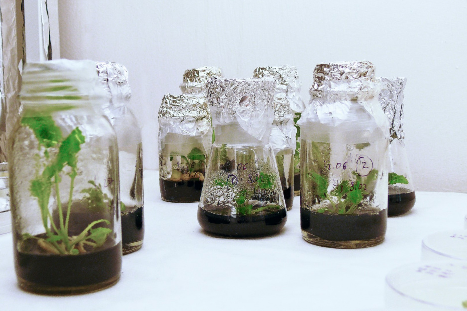rozmnażanie roślin in vitro