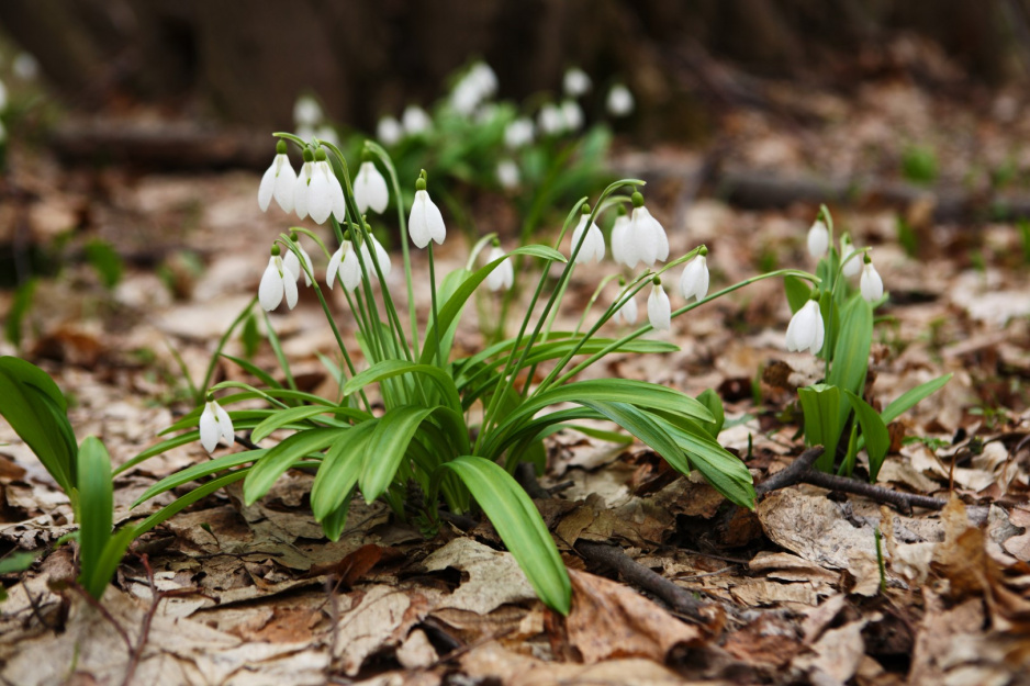 Śnieżyczka Przebiśnieg Galanthus nivalis