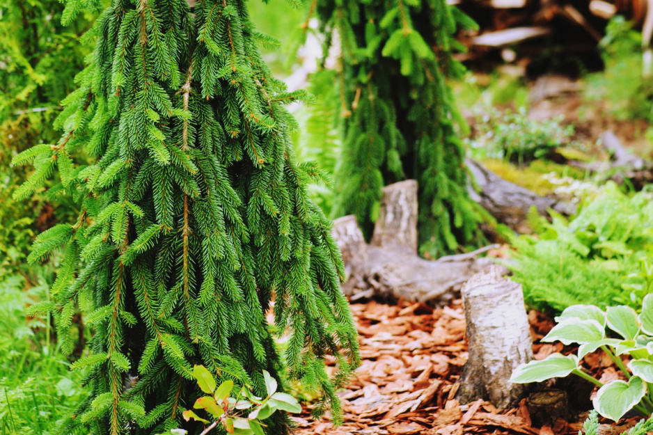 Świerk pospolity ‘Inversa’ Picea abies