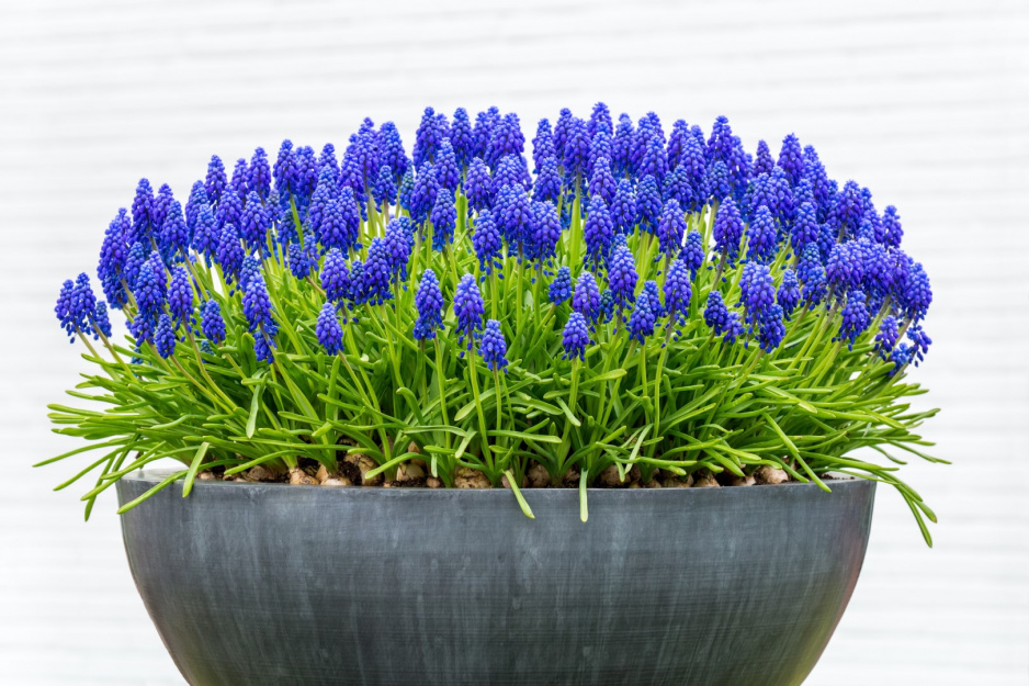 Szafirki Muscari