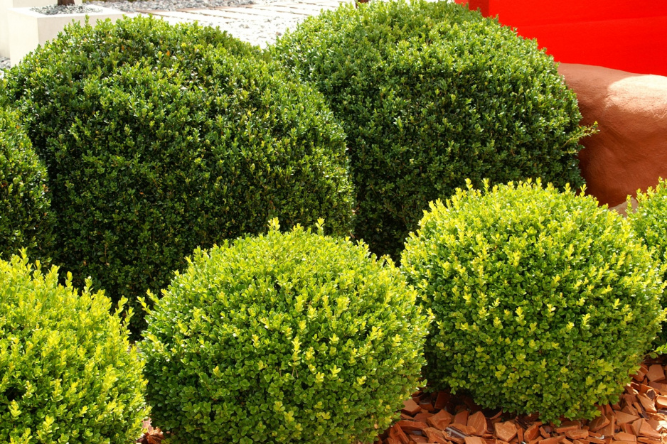 bukszpan wieczniezielony Buxus sempervirens