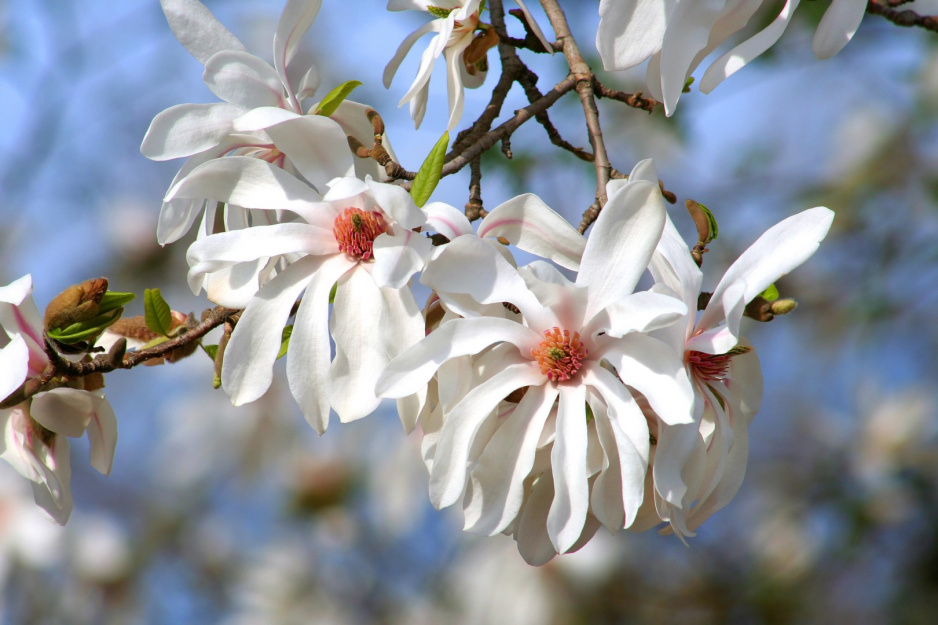 magnolia gwiaździsta magnolia stellata