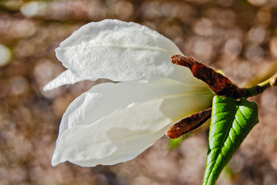 magnolia isis