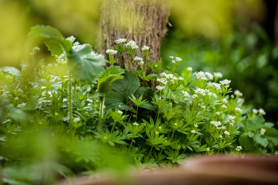 Marzanka  wonna galium odoratum