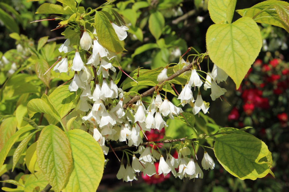 Ośnieża karolińska Halesia carolina