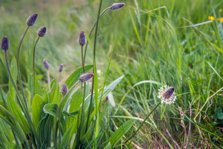 Babka lancetowata Plantago lanceolata