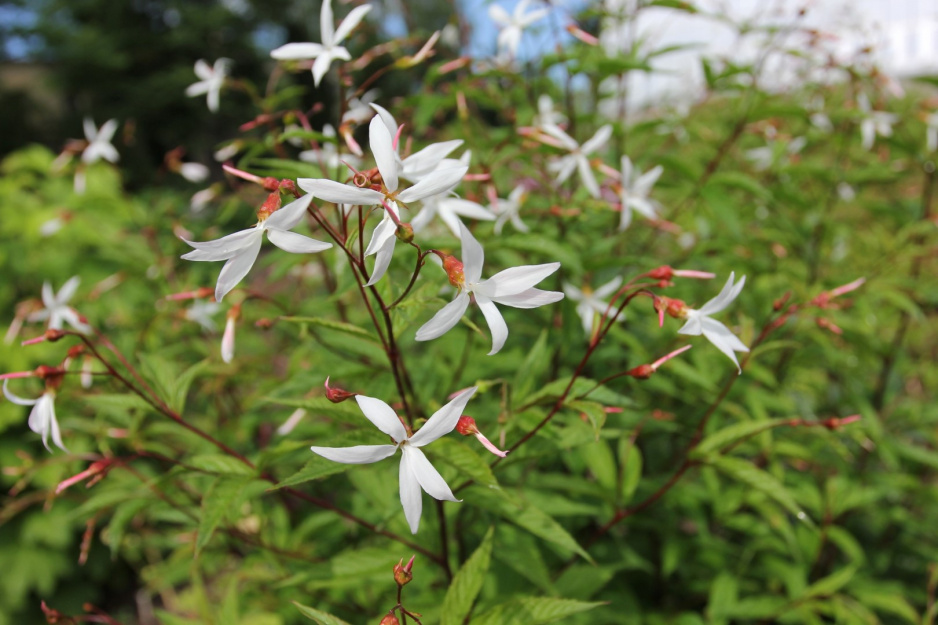 Gillenia trójlistkowa Gillenia trifoliata