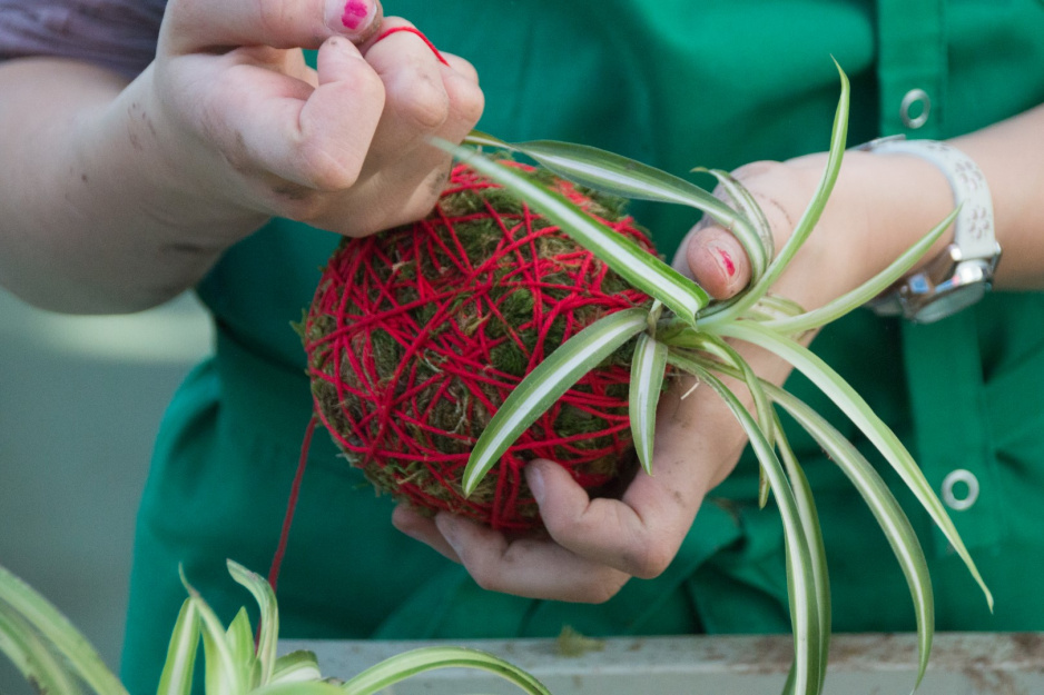 kokedama