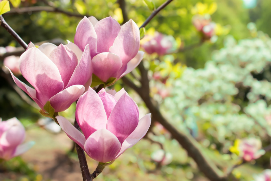 kwiaty magnolii wiosną