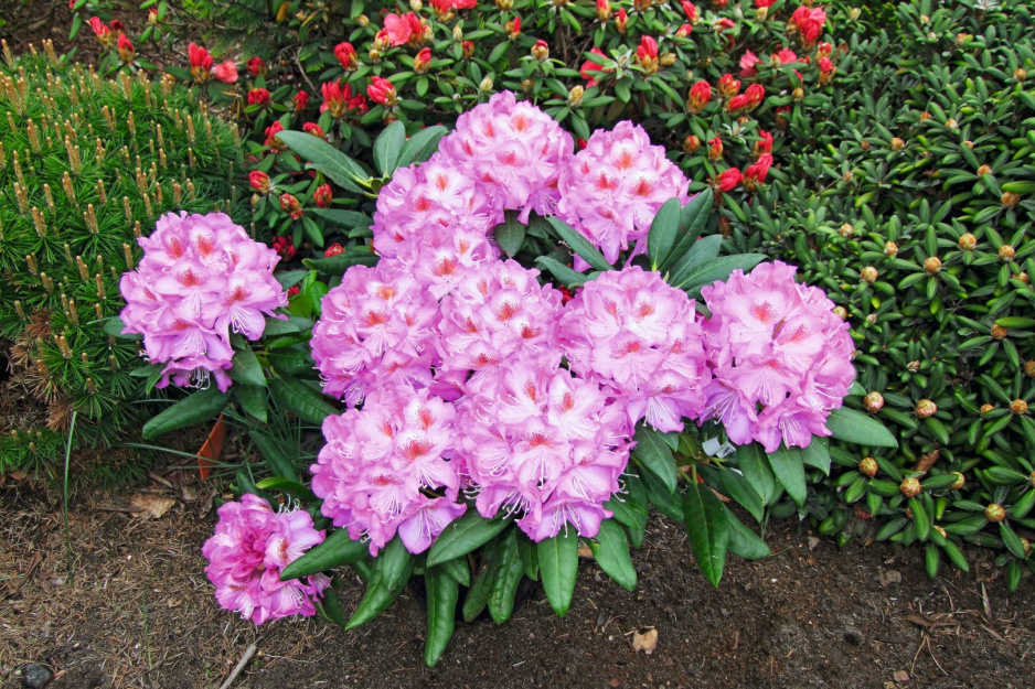 Rhododendron Kazimierz Odnowiciel