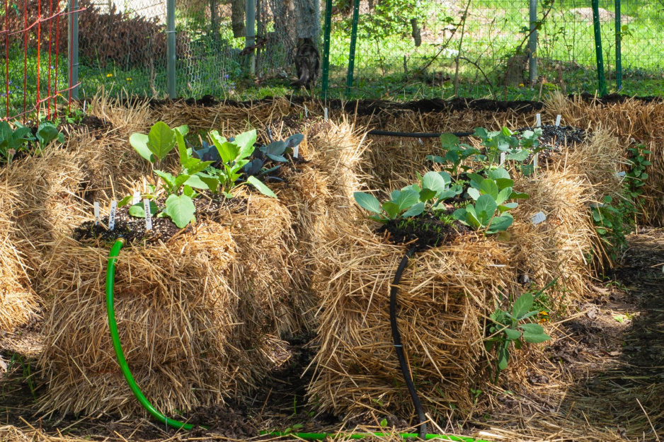 Straw Bale Gardening