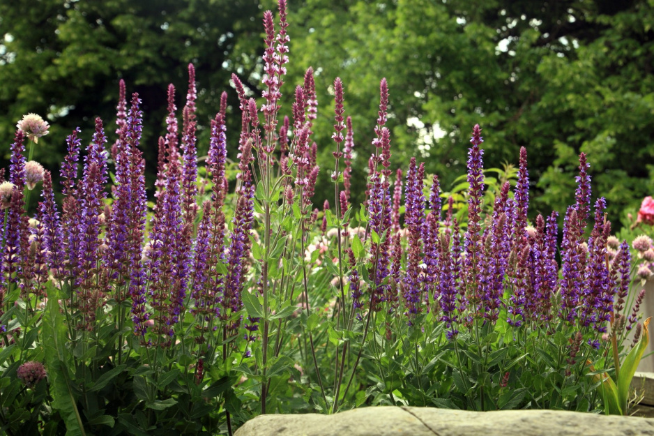 szałwia salvia