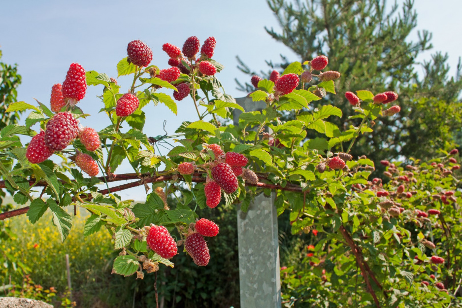 malinojeżyna Rubus fruticosus x idaeus