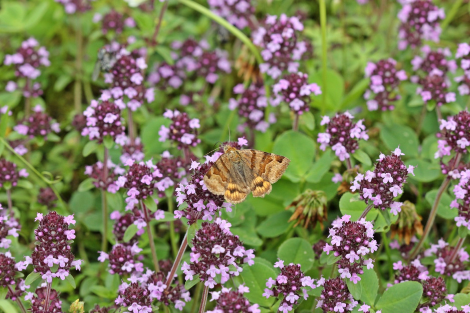 macierzanka zwyczajna euclidia glyphica