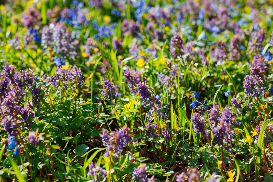 kokorycz corydalis