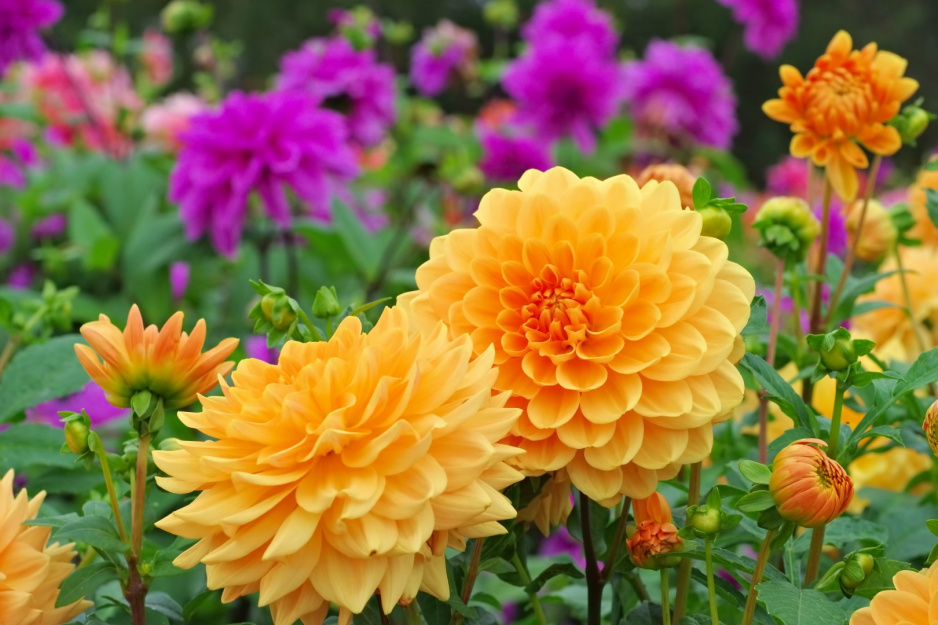 Dalie Dahlia