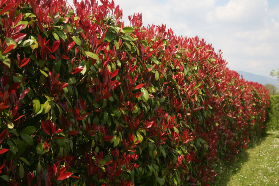 głogownik Photinia