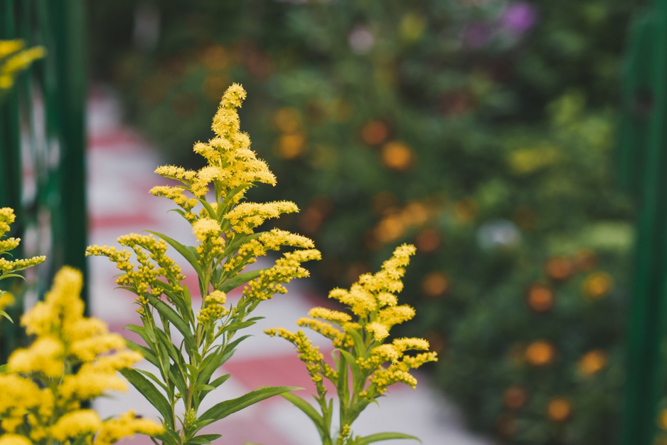 nawłoć kanadyjska Solidago canadensis