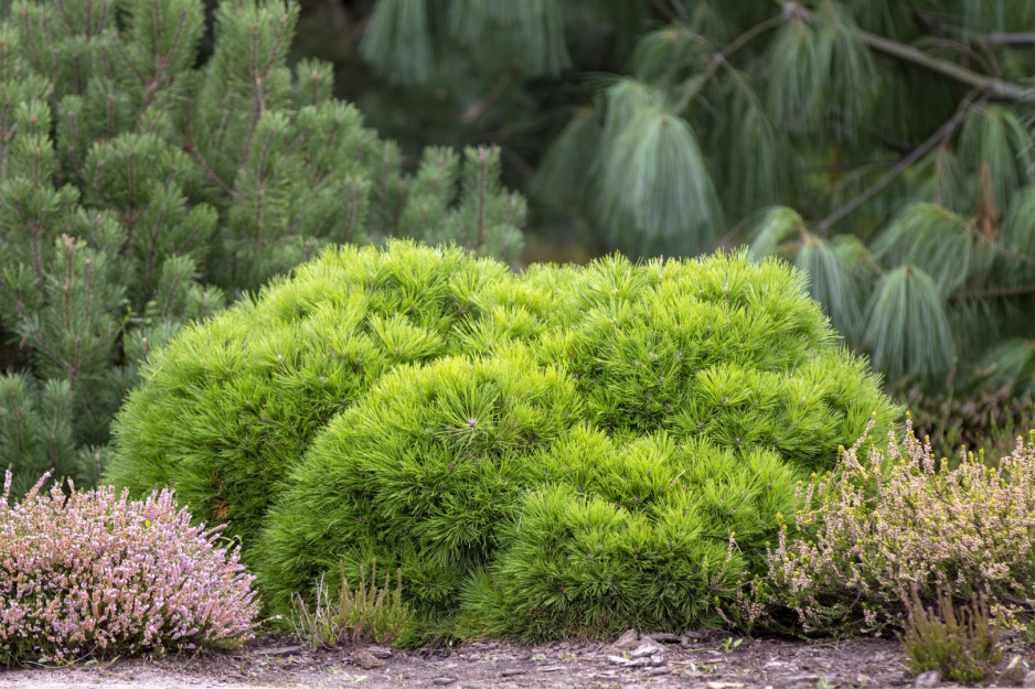 kosodrzewina pinus mugo var. pumilio