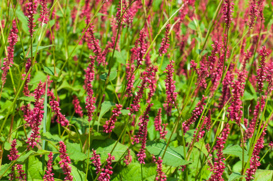 rdest himalajskiego bistorta amplexicaulis