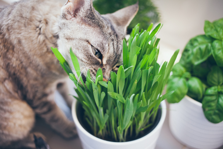 trujące rośliny dla kotów