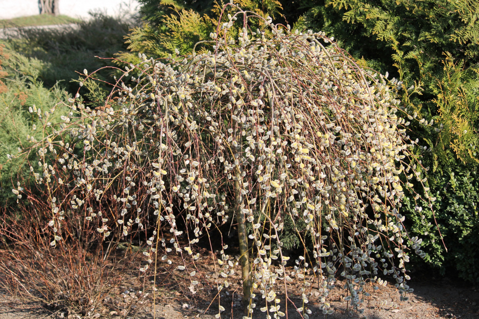 Salix caprea
