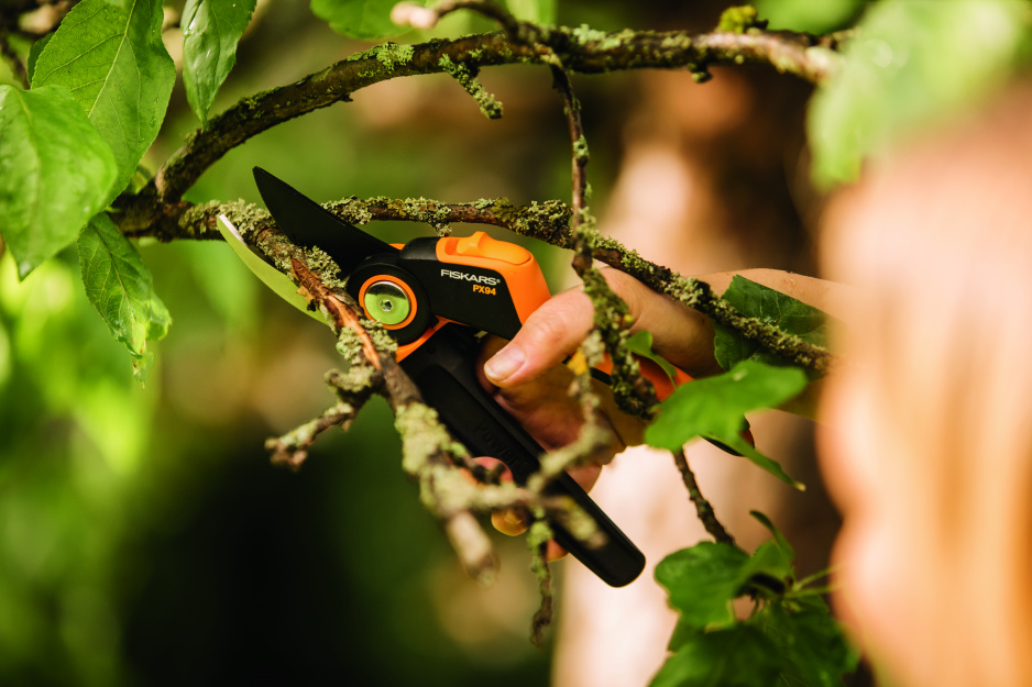 Cięcie i formowanie roślin