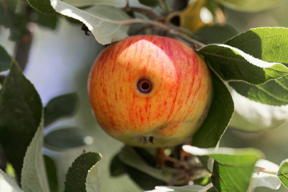 jabłkóweczka owocówka