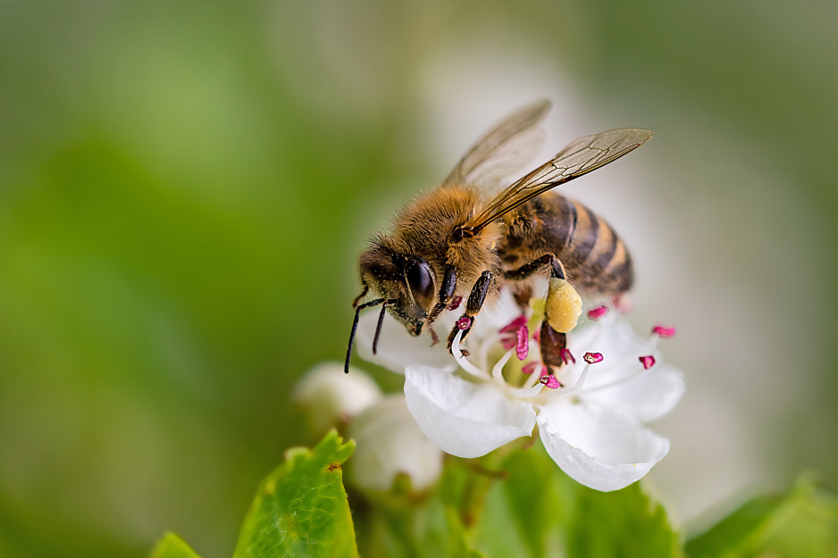Pszczoły i rośliny miododajne