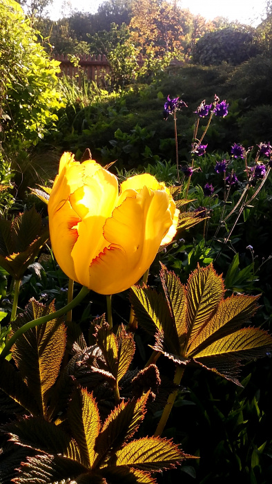 pierwszy tulipan