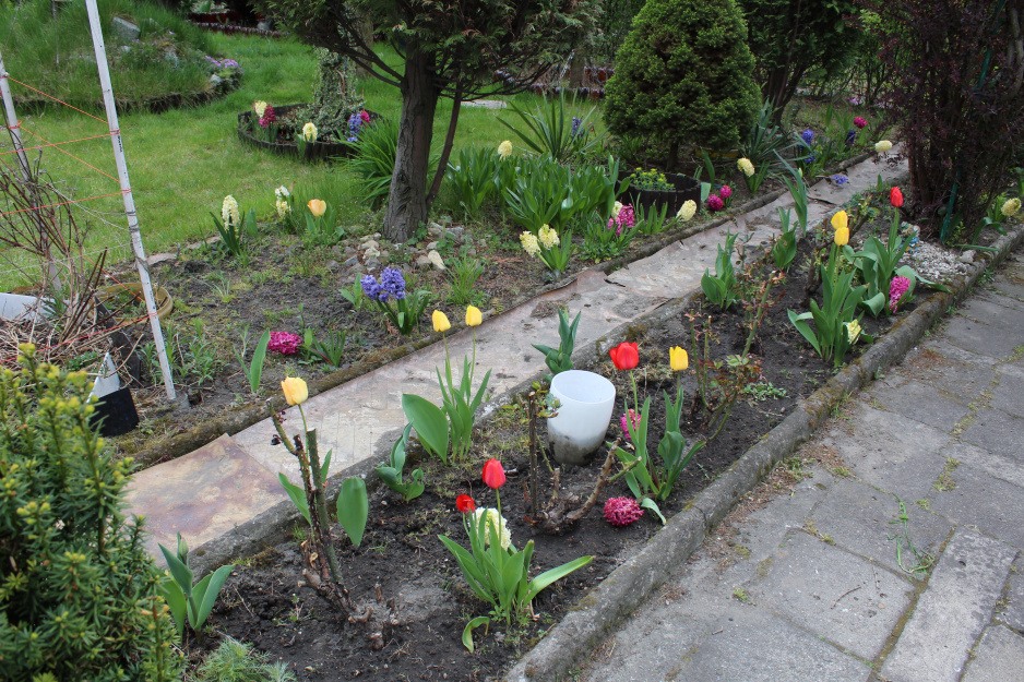 Tulipany