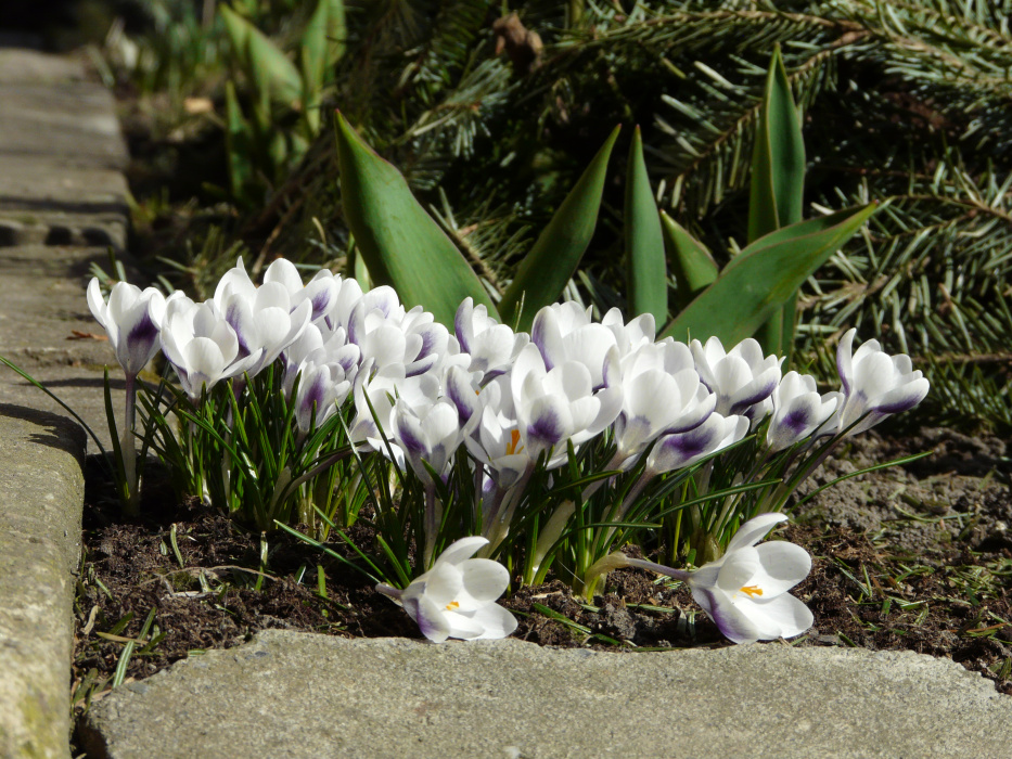 Krokus "Prince Claus".