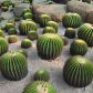 Echinocactus grussonii to jeden z najokazalszych kaktusów o kulistym kształcie