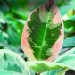 Figowiec sprężysty 'Tricolor' ma lekko zaróżowione liście