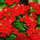 ‘Molly’ odmiany te mają mocno nasycone kolorem czerwone kwiaty