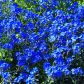 Niezapominajka 'Blue basket' ma intensywnie niebiesko wybarwione kwiaty