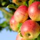 Dorodne owoce wyrosną tylko wówczas, jeśli będą rosły pojedynczo. Jest to szczególnie ważny zabieg w przypadku jabłoni i brzoskwini.