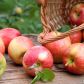 Październik to praktycznie ostatni miesiąc dojrzewania późnozimowych jabłek
