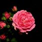 Pierwsza róża posadzona w naszym ogrodzie ponad 40 lat temu.