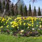 Wiosenna rabata - żonkile, pierwiosnki, tulipany