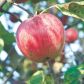 Jabłonie rodzą dorodne owoce.