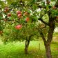 We wrześniu rozpoczynamy zbieranie jabłek