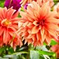 Kwiat dalii jest w rzeczywistości kwiatostanem złożonym z bardzo wielu drobnych kwiatów, wyglądających jak płatki