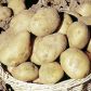 „Tydzień przed planowanym sadzeniem wyciągam ziemniaki z piwnicy”, pisze nasza czytelniczka Halina Kołocka. 
